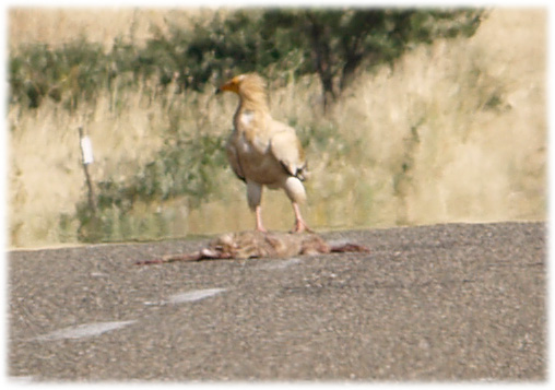 Capovaccaio imprudente